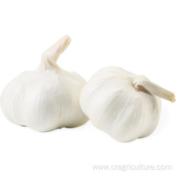 Fresh Top Class 5.5 cm White Garlic